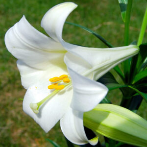 Лілія White Heaven