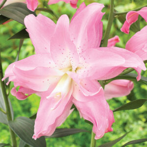 Лілія Lotus Breeze