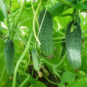 Огірок Не сумуй пакет 30 насінин