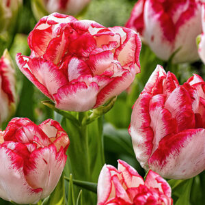 Тюльпан Картуш 25 цибулин розмір 10/11