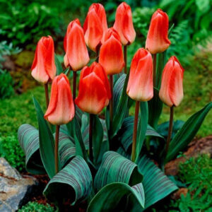 Тюльпан Світ Леді 30 цибулин розмір 10/11