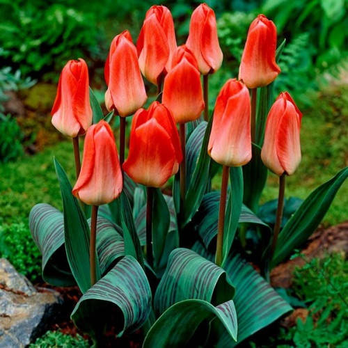 Тюльпан Світ Леді 30 цибулин розмір 10/11