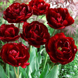 Тюльпан Анкл Том 30 цибулин розмір 10/11