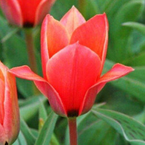 Тюльпан Шекспір 25 цибулин розмір 10/11