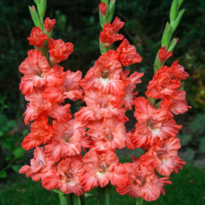 Гладіолус Ted's Frizzle