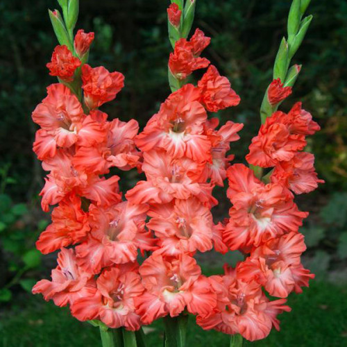 Гладіолус Ted's Frizzle