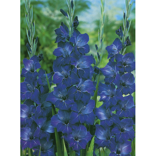 Гладіолус Violetta