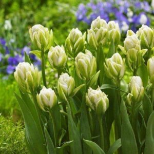 Тюльпан Бруклін 25 цибулин розмір 10/11