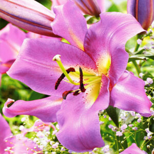 Лілія Purple Lady