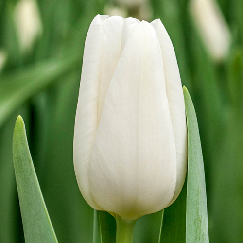 Тюльпан Alborz 600 цибулин розмір 12+