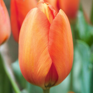Тюльпан Darwi Orange 600 цибулин розмір 12+