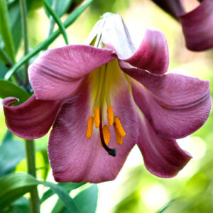 Лілія Pink Perfection