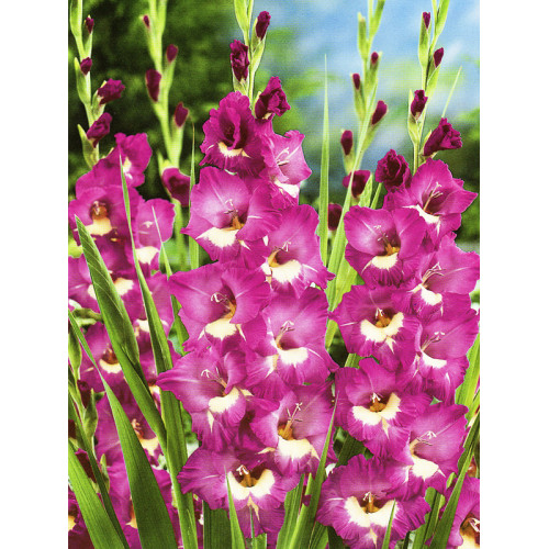 Гладіолус Windsong