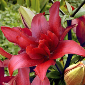 Лілія Coctail Twins