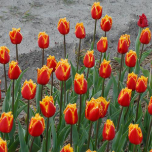 Тюльпан Canary 600 цибулин розмір 12+