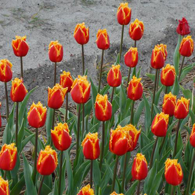 Тюльпан Canary 600 цибулин розмір 12+