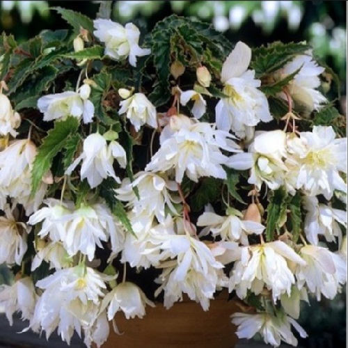 Бегонія ампельна Біла