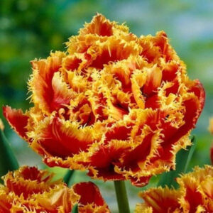 Тюльпан Голд Даст 30 цибулин розмір 10/11