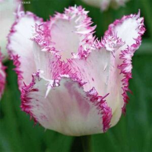 Тюльпан Арія кард упаковка 30 цибулин розмір 10/11