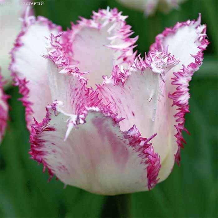 Тюльпан Арія кард упаковка 30 цибулин розмір 10/11