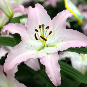 Лілія Marco Polo