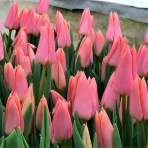 Тюльпан Neper 600 цибулин розмір 12+