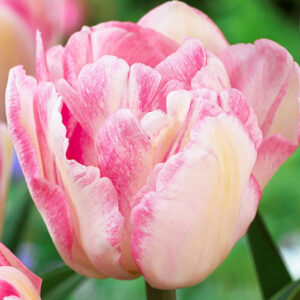 Тюльпан Foxtrot 600 цибулин розмір 12+