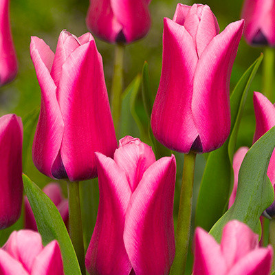 Тюльпан Capri Dream 600 цибулин розмір 12+