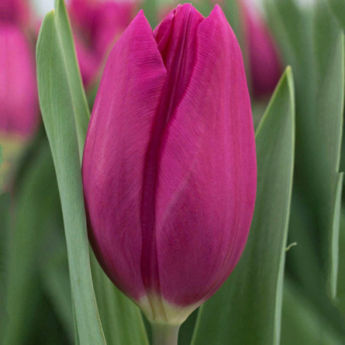 Тюльпан Purple Raven 600 цибулин розмір 12+