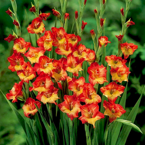Гладіолус Char