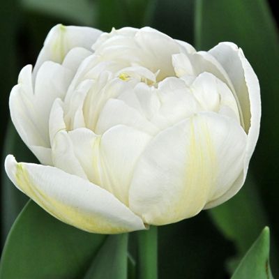 Тюльпан Casablanca 600 цибулин розмір 12+