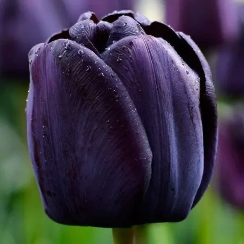 Тюльпан Королева ночі 30 цибулин розмір 10/11