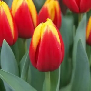 Тюльпан Andre Citroen 600 цибулин розмір 12+