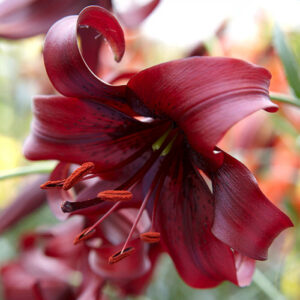 Лілія Night Flyer