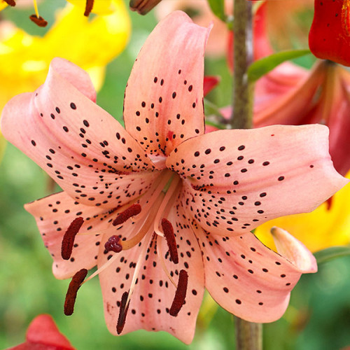 Лілія Pink Giant