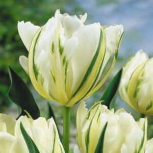 Тюльпан Уайт Валлей 30 цибулин розмір 10/11