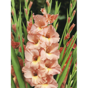 Гладіолус Praha