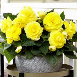 Бегонія махрова New Star Жовта