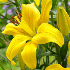 Лілія Yellow County