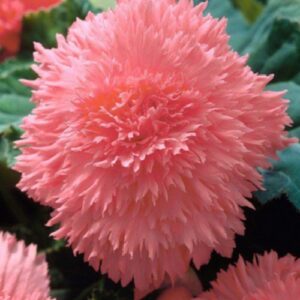 Бегонія фімбріата Лососева