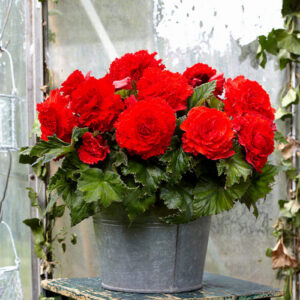 Бегонія фімбріата Яскраво-червона