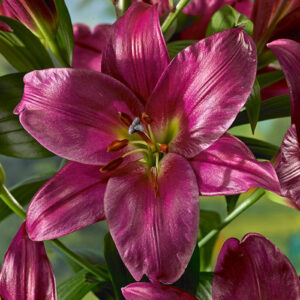 Лілія Purple Prince