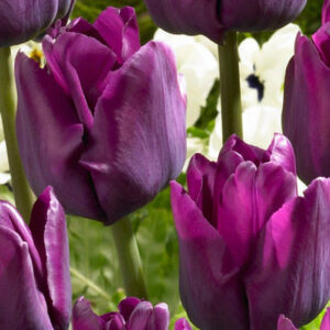 Тюльпан Saigon 600 цибулин розмір 12+