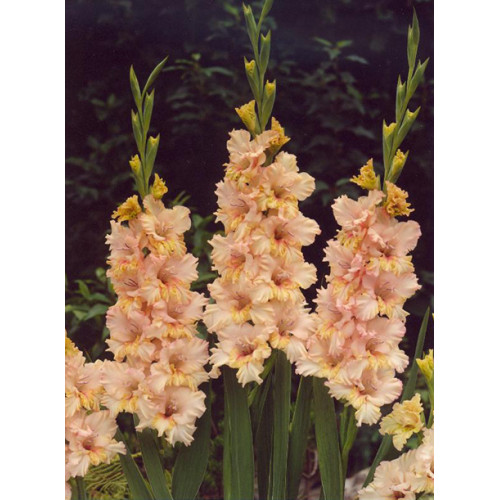 Гладіолус Sacramento Frizzle