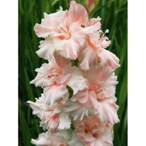 Гладіолус Crispy Frizzle