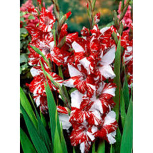 Гладіолус Helvetia