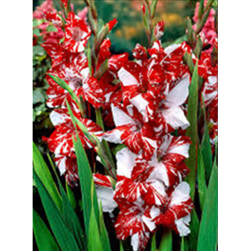 Гладіолус Helvetia