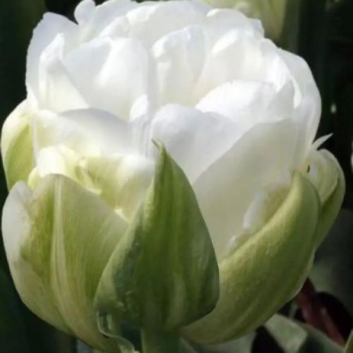 Тюльпан White Heart 600 цибулин розмір 12+