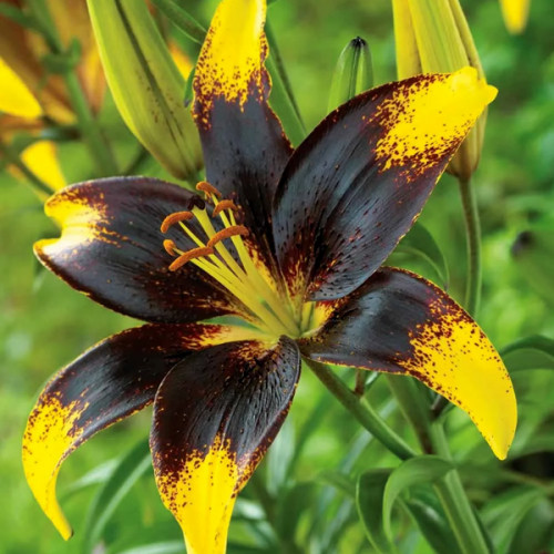 Лілія Lion Heart