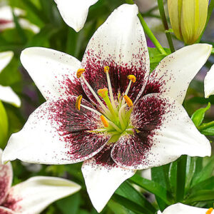 Лілія Pixels White